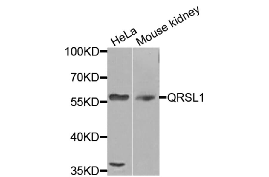 Western Blot - Anti-QRSL1 Antibody (A8499) - Antibodies.com