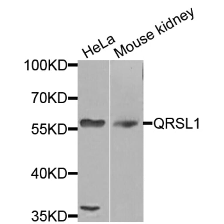 Western Blot - Anti-QRSL1 Antibody (A8499) - Antibodies.com