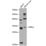 Western Blot - Anti-DERL1/Derlin-1 Antibody (A12270) - Antibodies.com