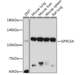 Western Blot - Anti-GPRC6A Antibody (A12272) - Antibodies.com