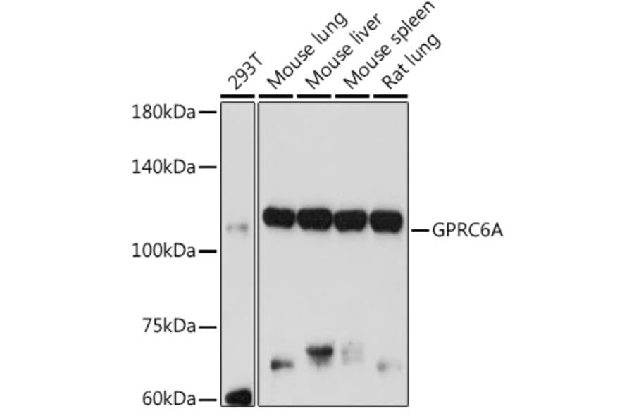 Western Blot - Anti-GPRC6A Antibody (A12272) - Antibodies.com