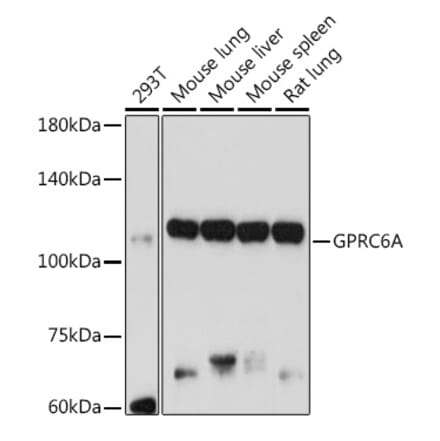 Western Blot - Anti-GPRC6A Antibody (A12272) - Antibodies.com