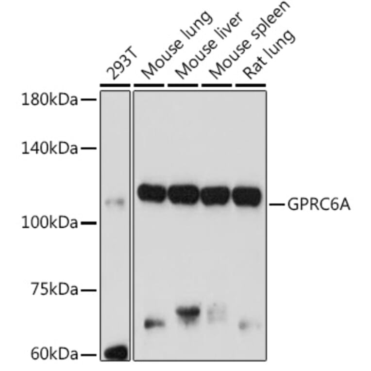 Western Blot - Anti-GPRC6A Antibody (A12272) - Antibodies.com