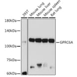 Western Blot - Anti-GPRC6A Antibody (A12272) - Antibodies.com
