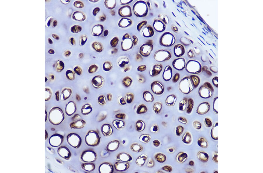 Immunohistochemistry - Anti-Aggrecan Antibody (A12276) - Antibodies.com