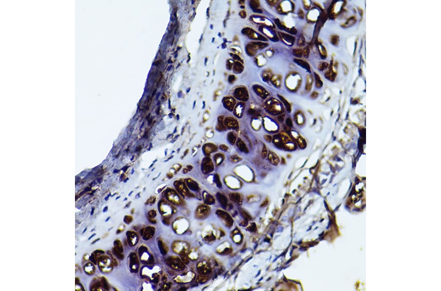 Immunohistochemistry - Anti-Aggrecan Antibody (A12276) - Antibodies.com