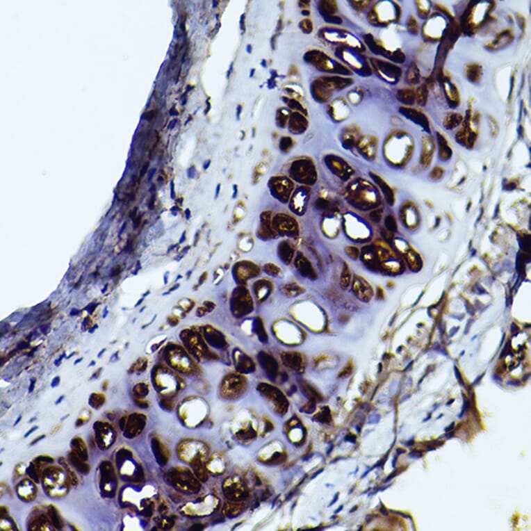 Immunohistochemistry - Anti-Aggrecan Antibody (A12276) - Antibodies.com