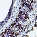 Immunohistochemistry - Anti-Aggrecan Antibody (A12276) - Antibodies.com