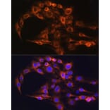Immunofluorescence - Anti-FCGRT/FCRN Antibody (A12277) - Antibodies.com