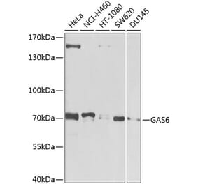 Western Blot - Anti-GAS 6 Antibody (A12278) - Antibodies.com