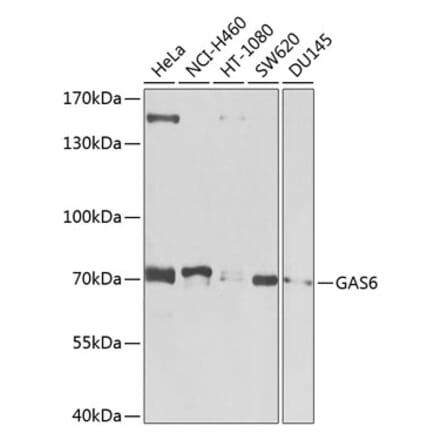 Western Blot - Anti-GAS 6 Antibody (A12278) - Antibodies.com
