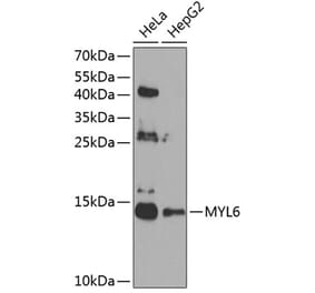 Western Blot - Anti-Myosin Antibody (A12281) - Antibodies.com