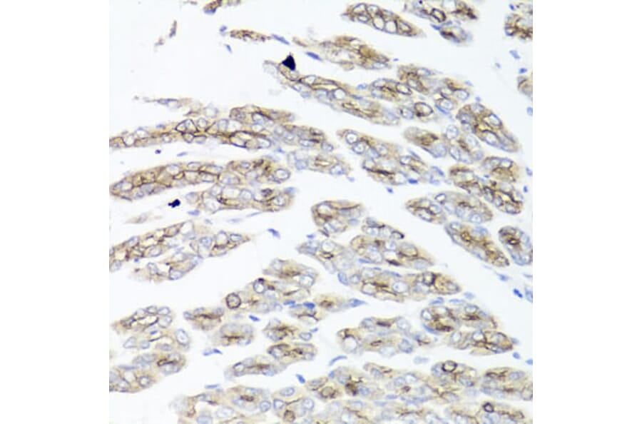 Immunohistochemistry - Anti-IEX1/IER3 Antibody (A12282) - Antibodies.com