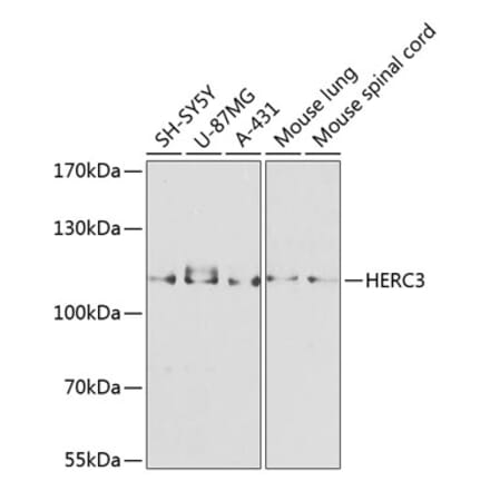 Western Blot - Anti-HERC3 Antibody (A12283) - Antibodies.com