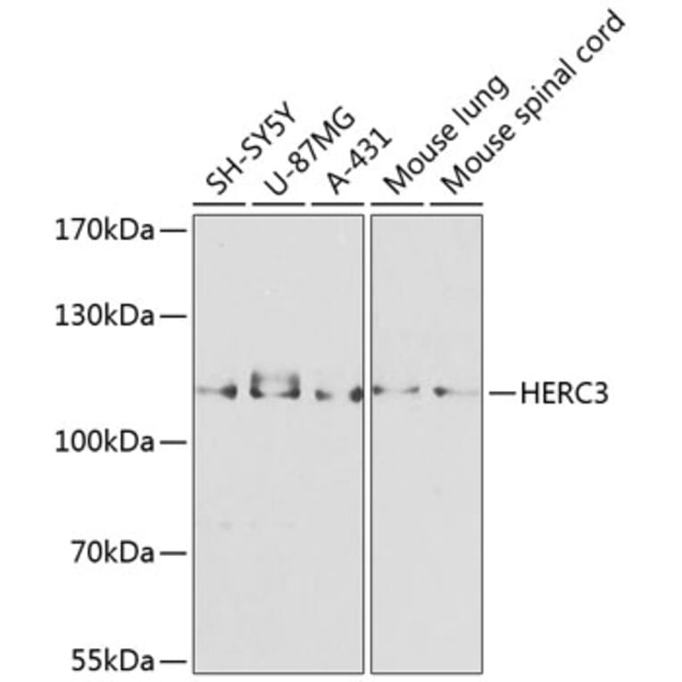 Western Blot - Anti-HERC3 Antibody (A12283) - Antibodies.com