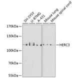 Western Blot - Anti-HERC3 Antibody (A12283) - Antibodies.com