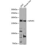 Western Blot - Anti-NPHP3 Antibody (A12284) - Antibodies.com