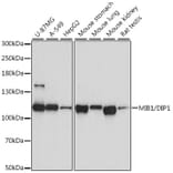 Western Blot - Anti-Mib1/Mindbomb Antibody (A12285) - Antibodies.com