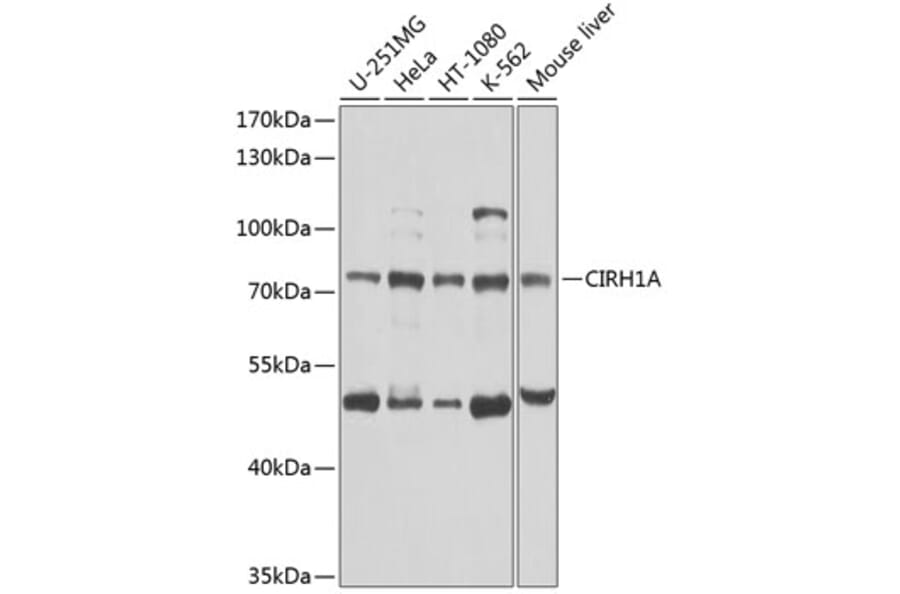 Western Blot - Anti-Cirhin Antibody (A12286) - Antibodies.com