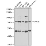 Western Blot - Anti-Cirhin Antibody (A12286) - Antibodies.com