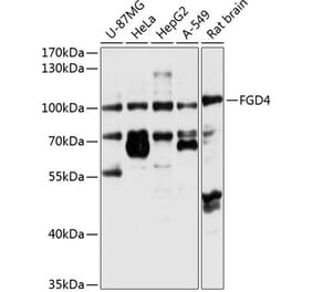 Western Blot - Anti-FGD4 Antibody (A12287) - Antibodies.com