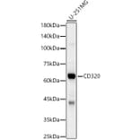 Western Blot - Anti-TCblR Antibody (A12289) - Antibodies.com