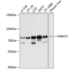 Western Blot - Anti-Kindlin 2 Antibody (A12294) - Antibodies.com