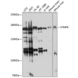 Western Blot - Anti-Symplekin Antibody (A12296) - Antibodies.com