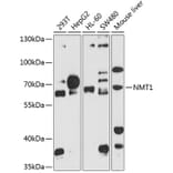 Western Blot - Anti-NMT1 Antibody (A8724) - Antibodies.com