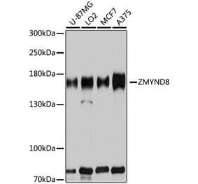 Western Blot - Anti-ZMYND8 Antibody (A12298) - Antibodies.com