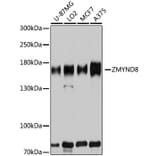 Western Blot - Anti-ZMYND8 Antibody (A12298) - Antibodies.com