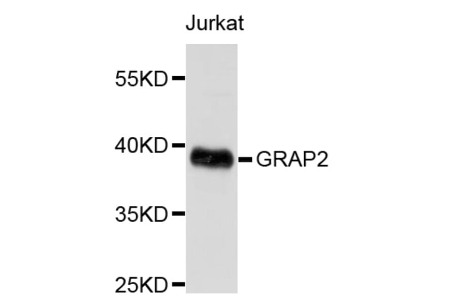 Western Blot - Anti-GRAP2 Antibody (A8767) - Antibodies.com