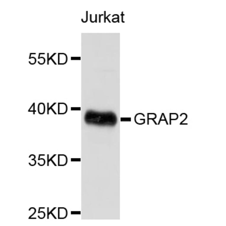 Western Blot - Anti-GRAP2 Antibody (A8767) - Antibodies.com