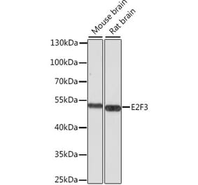 Western Blot - Anti-E2F3 Antibody (A12305) - Antibodies.com