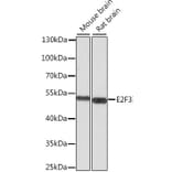 Western Blot - Anti-E2F3 Antibody (A12305) - Antibodies.com