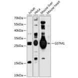 Western Blot - Anti-GSTM1 Antibody (A8819) - Antibodies.com