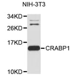Western Blot - Anti-CRABP1 Antibody (A8838) - Antibodies.com