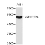Western Blot - Anti-ZMPSTE24 Antibody (A8858) - Antibodies.com
