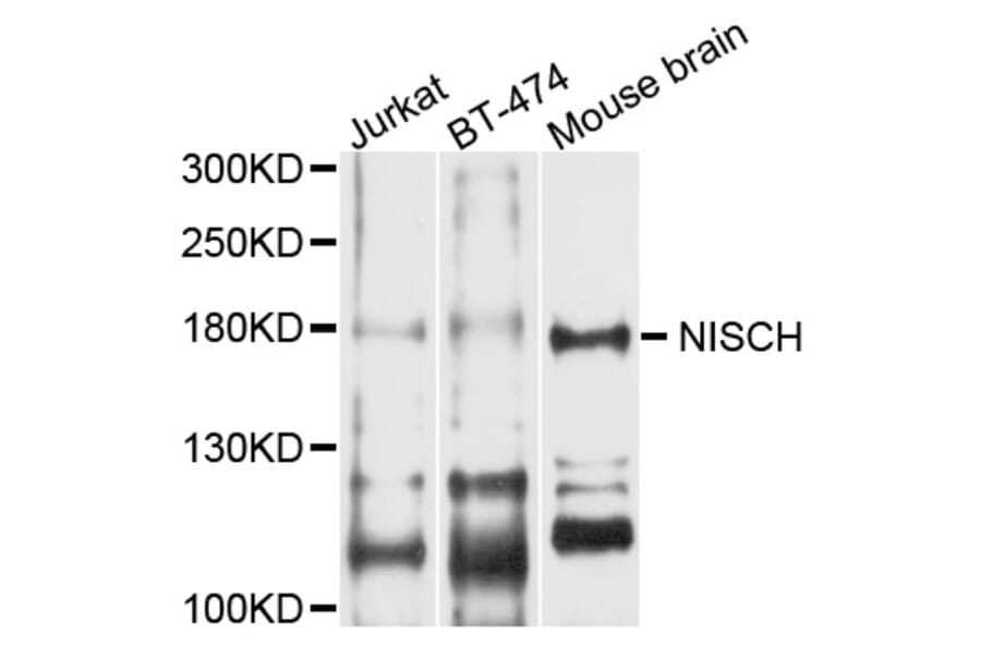 Western Blot - Anti-NISCH Antibody (A8935) - Antibodies.com