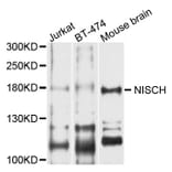 Western Blot - Anti-NISCH Antibody (A8935) - Antibodies.com