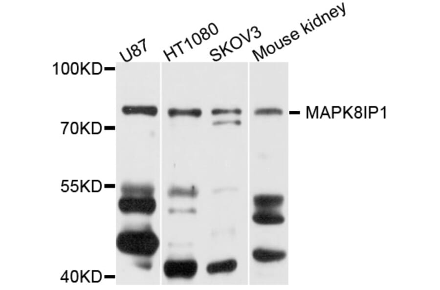 Western Blot - Anti-MAPK8IP1 Antibody (A9011) - Antibodies.com