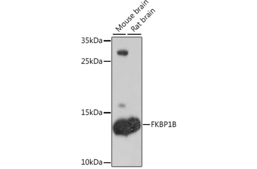 Western Blot - Anti-Calstabin-2 Antibody (A12336) - Antibodies.com