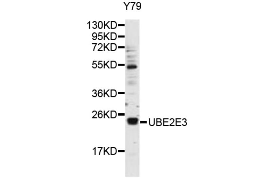Western Blot - Anti-UBE2E3 Antibody (A9107) - Antibodies.com