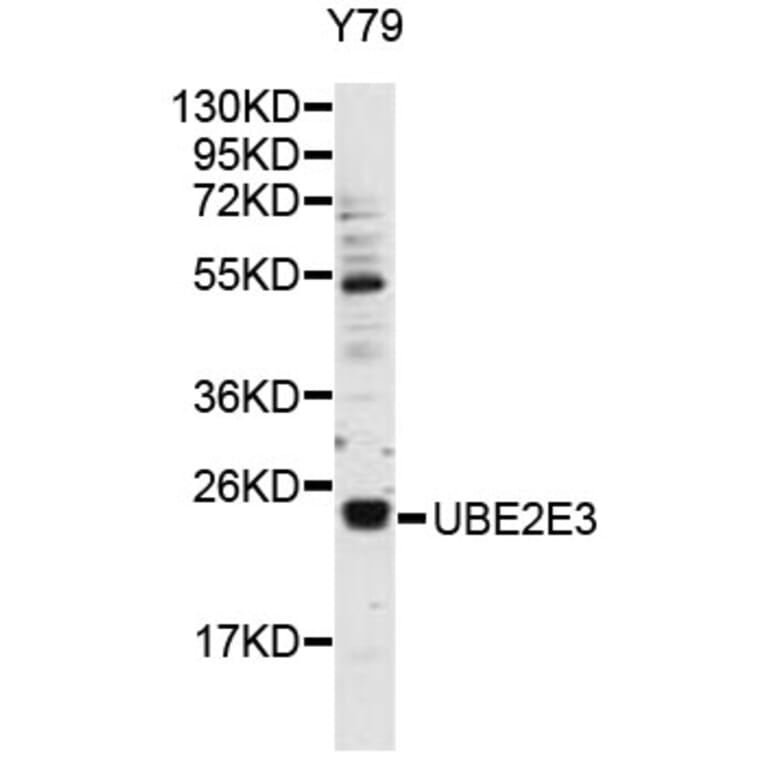 Western Blot - Anti-UBE2E3 Antibody (A9107) - Antibodies.com