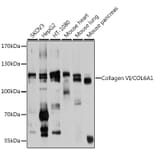 Western Blot - Anti-Collagen VI Antibody (A12348) - Antibodies.com