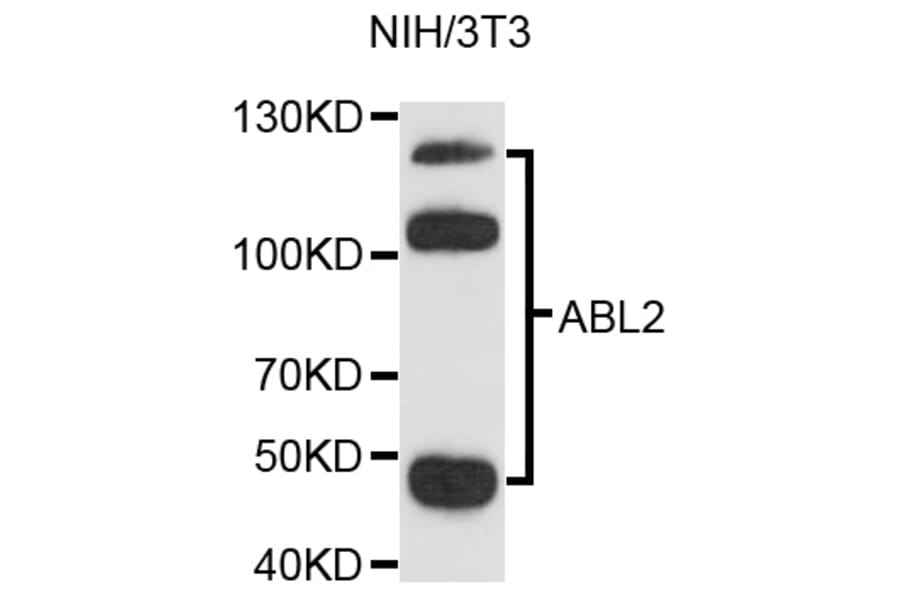 Western Blot - Anti-ABL2 Antibody (A9289) - Antibodies.com