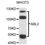 Western Blot - Anti-ABL2 Antibody (A9289) - Antibodies.com