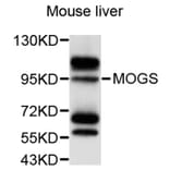 Western Blot - Anti-MOGS Antibody (A9313) - Antibodies.com