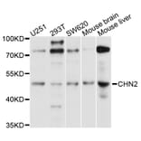 Western Blot - Anti-CHN2 Antibody (A9343) - Antibodies.com