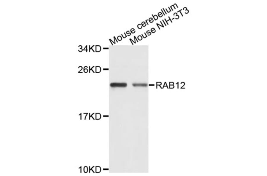 Western Blot - Anti-RAB12 Antibody (A9360) - Antibodies.com